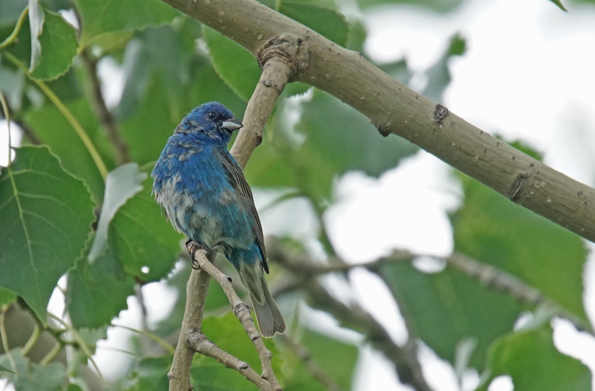 Indigo Bunting - ML621407513