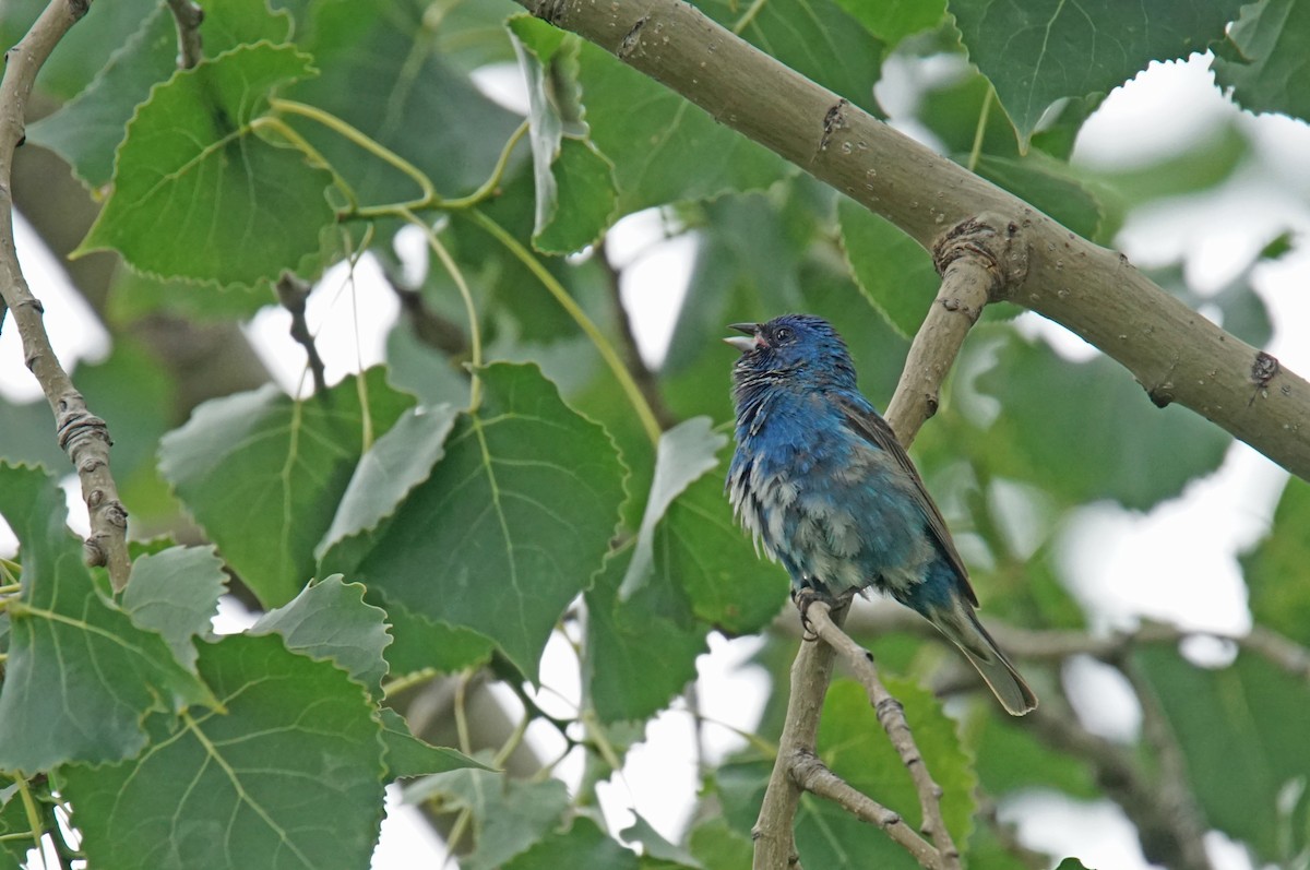 Indigo Bunting - ML621407514