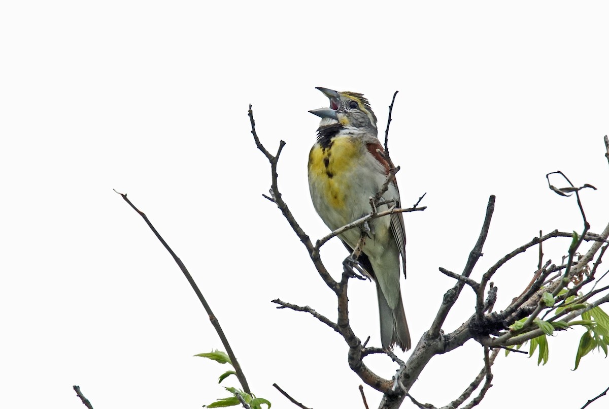 Dickcissel d'Amérique - ML621407536