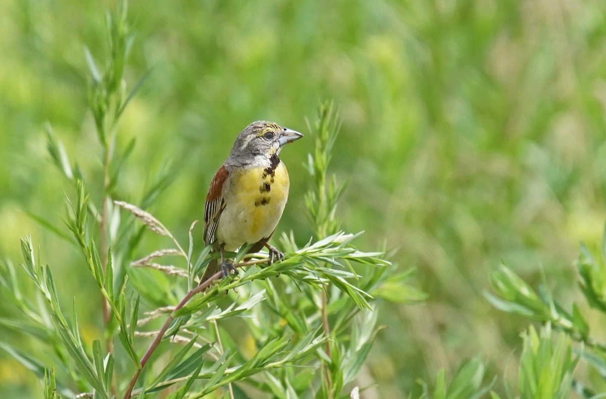 Dickcissel d'Amérique - ML621407537