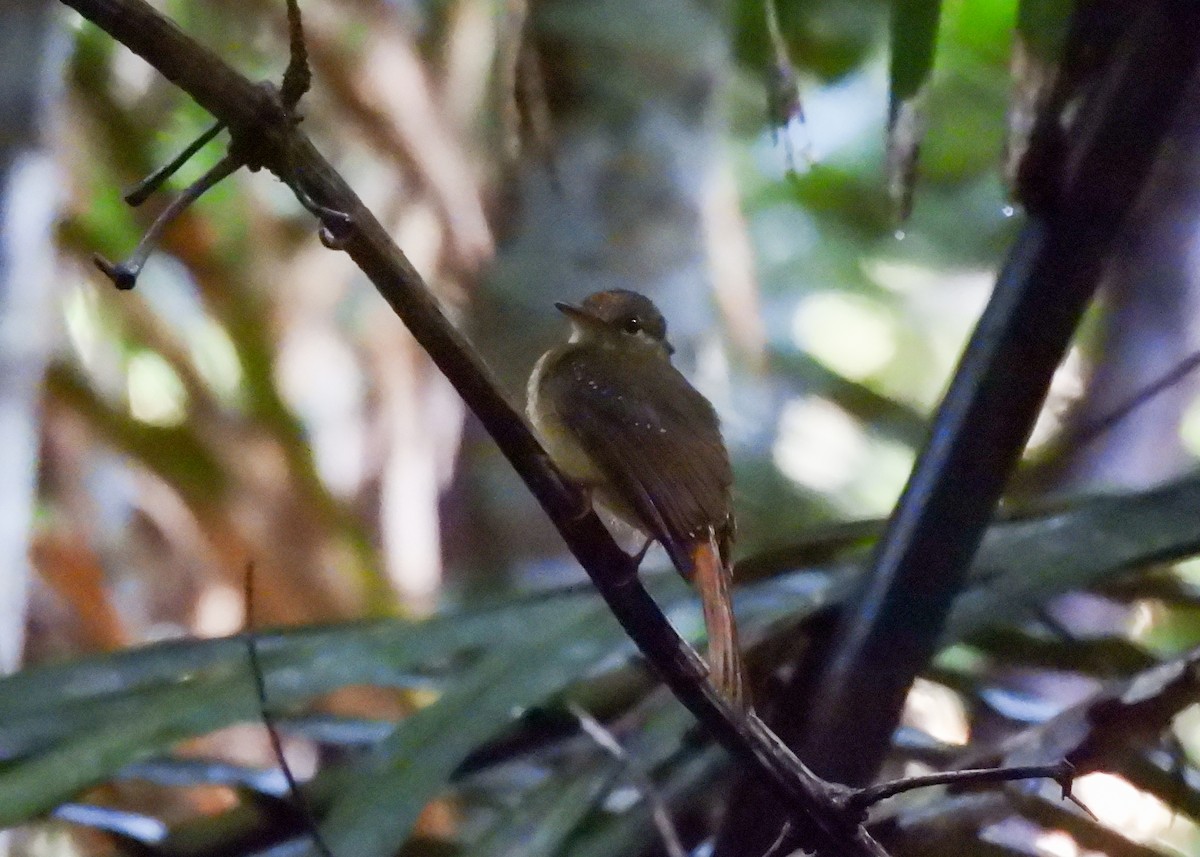 Tropical Royal Flycatcher (Amazonian) - ML621407575
