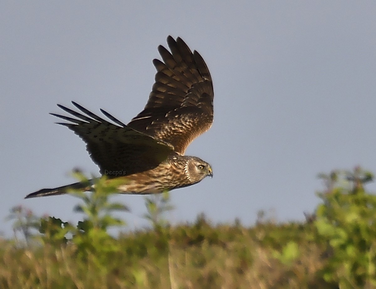 Hen Harrier - ML621407623