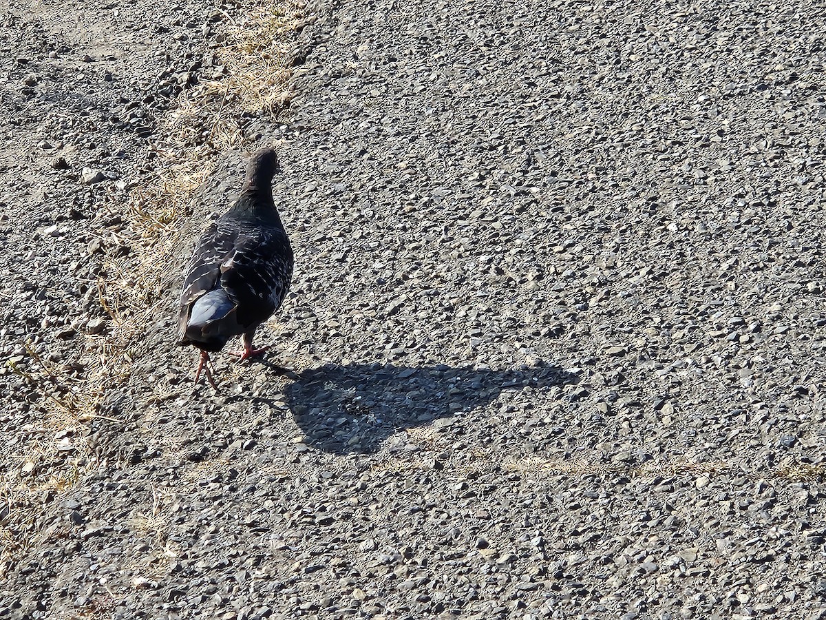 Rock Pigeon (Feral Pigeon) - ML621407636