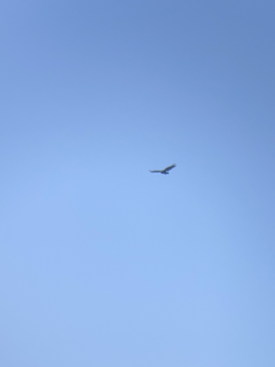 Turkey Vulture - ML621407667
