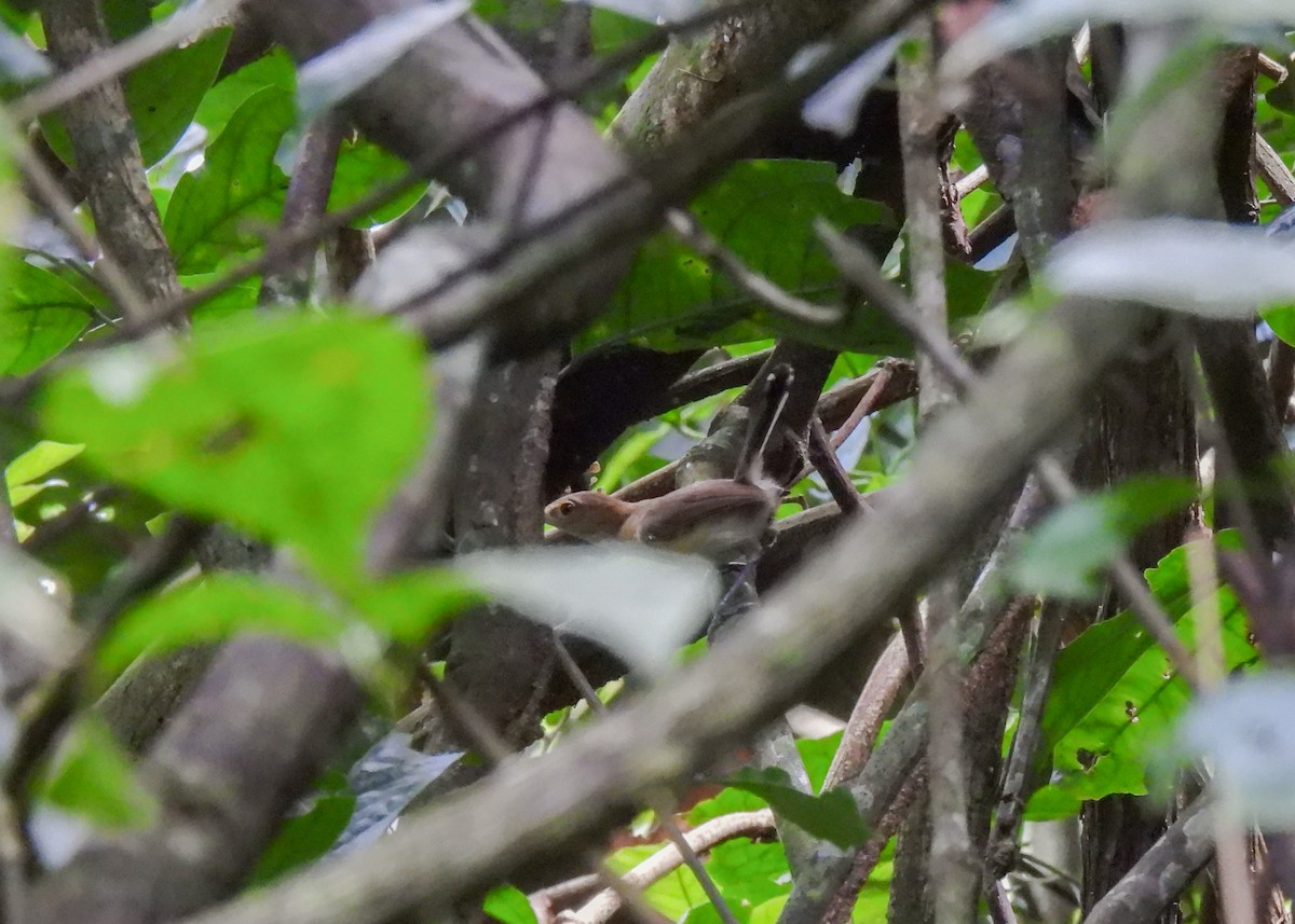 Chattering Gnatwren - ML621407673