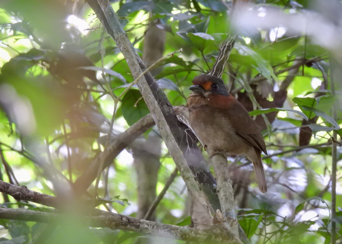 Rufous-necked Puffbird - ML621407720