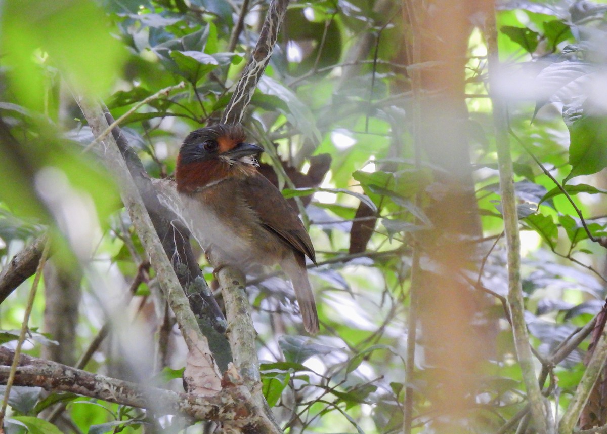 Rufous-necked Puffbird - ML621407722