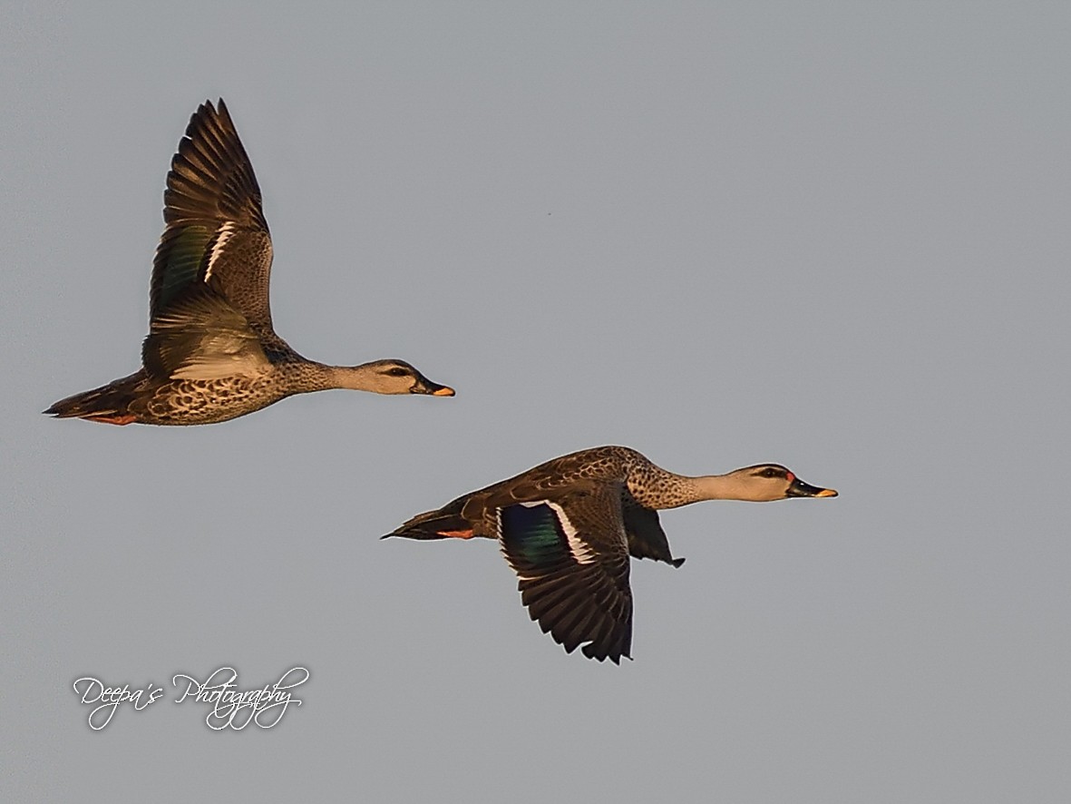 Indian Spot-billed Duck - ML621407738