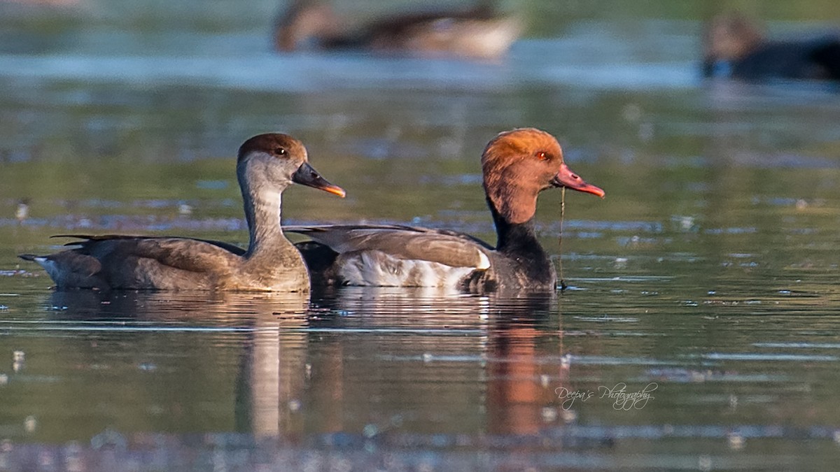 Red-crested Pochard - ML621407745