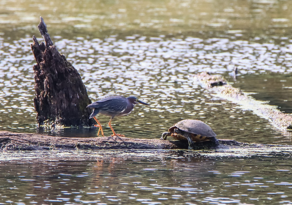 Green Heron - ML621407752