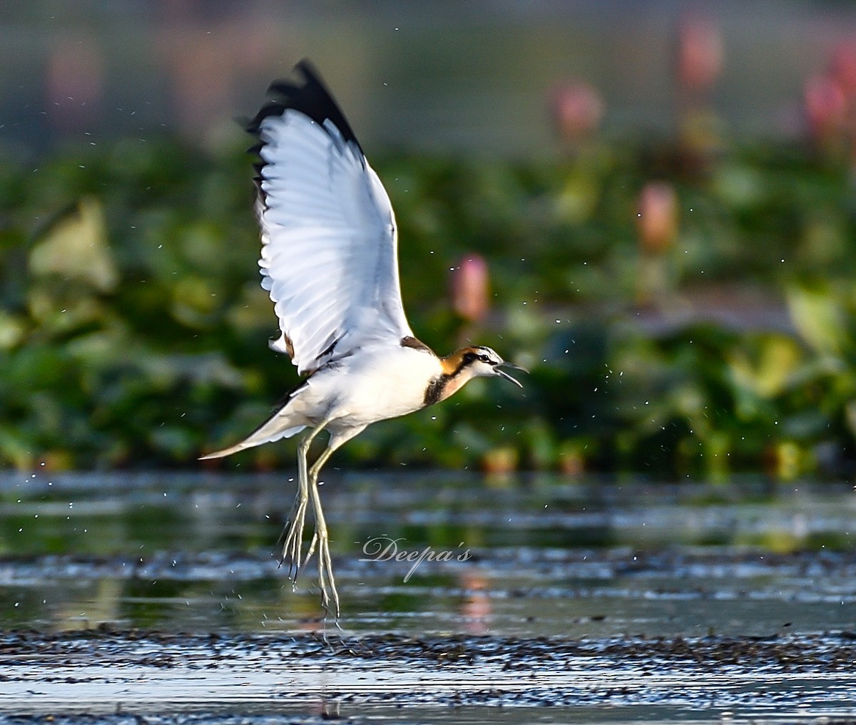 Pheasant-tailed Jacana - ML621407771