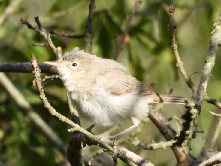 Eastern Olivaceous Warbler - juan carlos dieguez