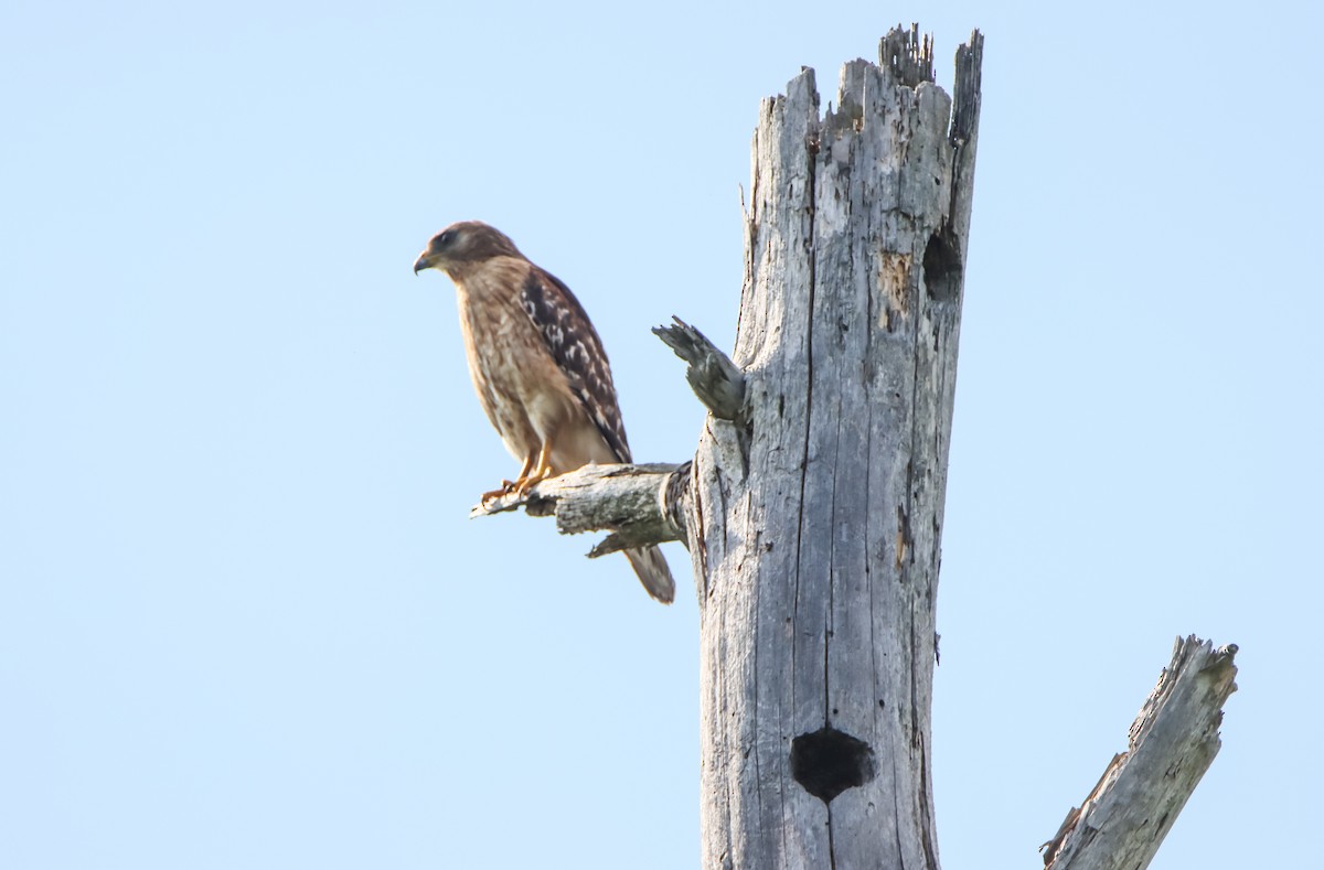 Red-shouldered Hawk - ML621407787