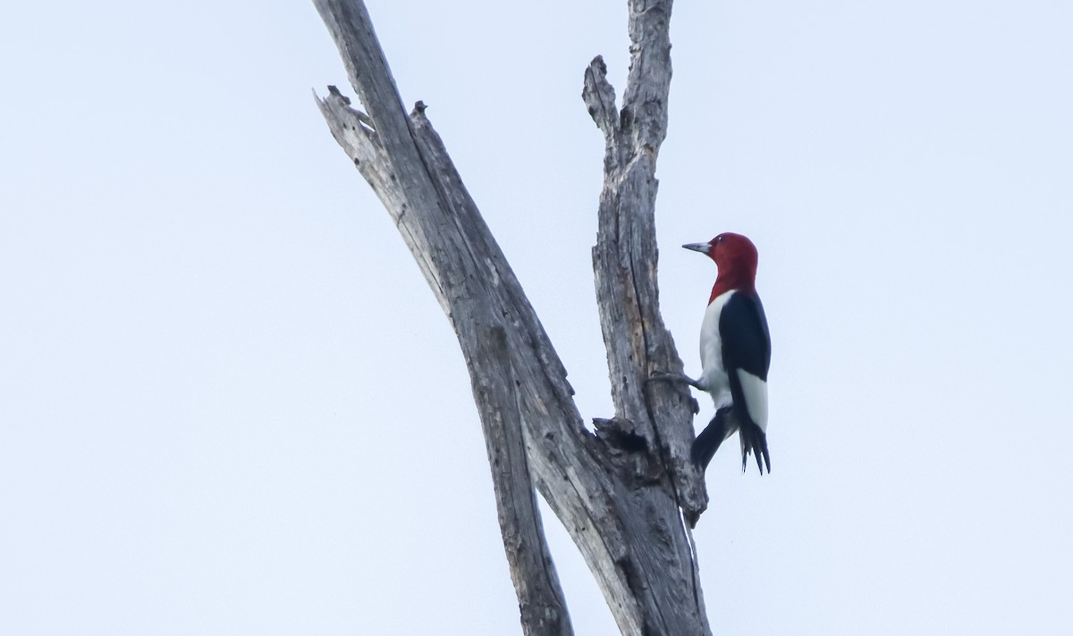 Red-headed Woodpecker - ML621407796