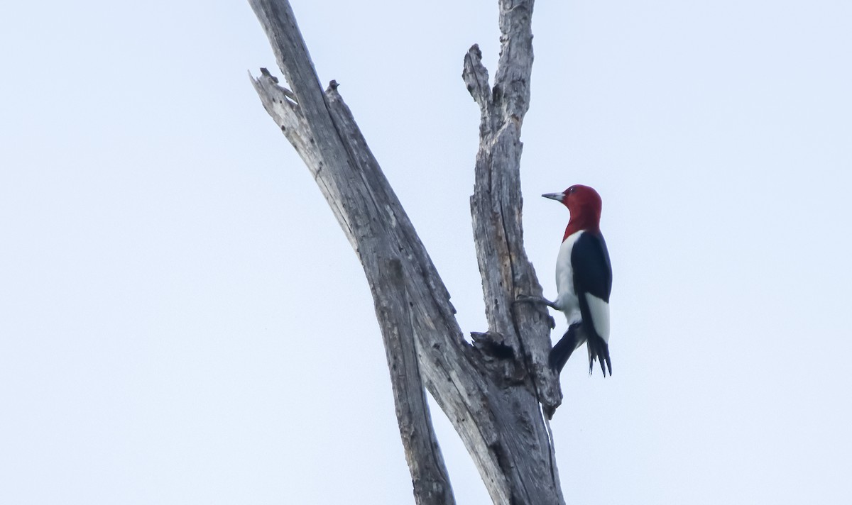 Pic à tête rouge - ML621407796