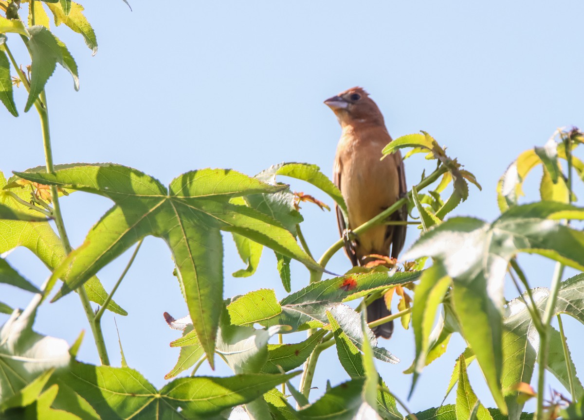 Blue Grosbeak - T D Vuke