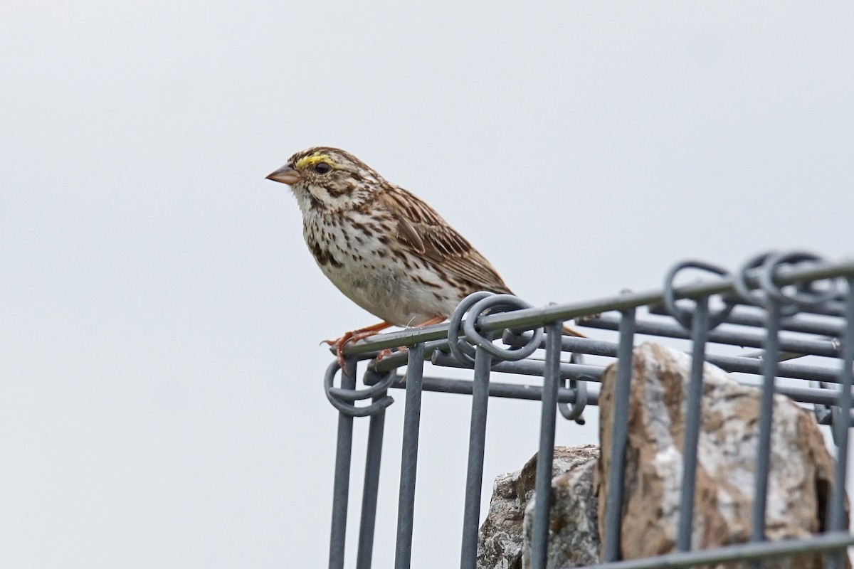 Savannah Sparrow - ML621407819