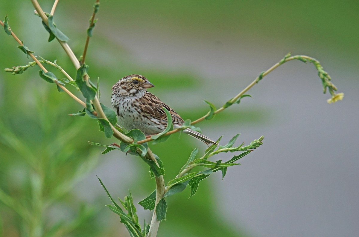 Savannah Sparrow - ML621407821