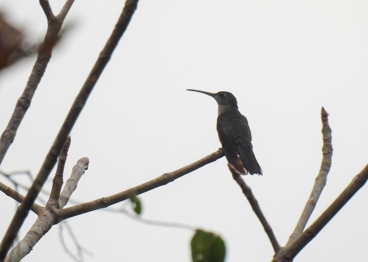 Gray-breasted Sabrewing (obscurus) - ML621407824