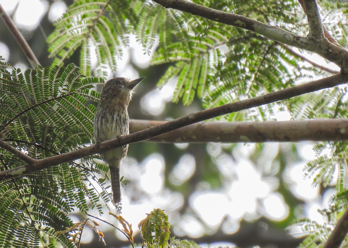 Eastern Striolated-Puffbird (Natterer's) - ML621407852