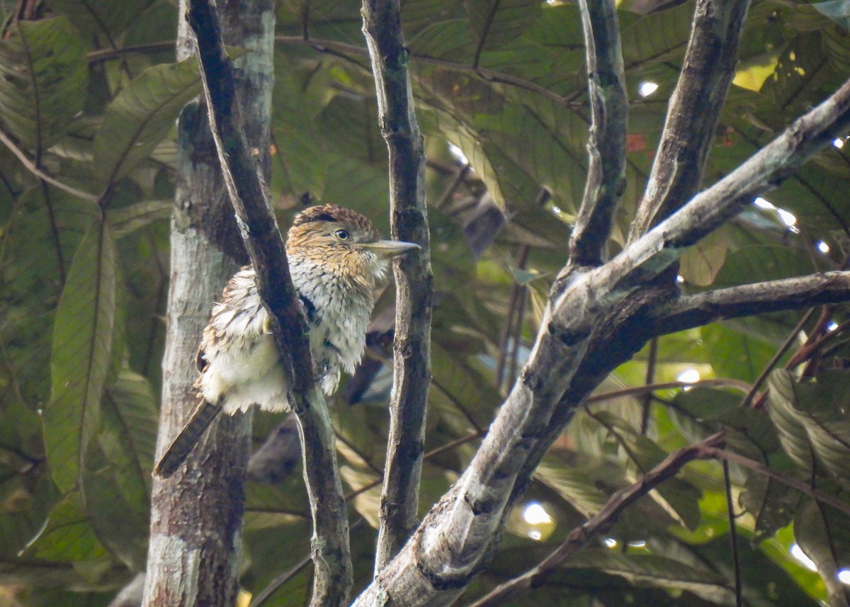 Eastern Striolated-Puffbird (Natterer's) - ML621407853