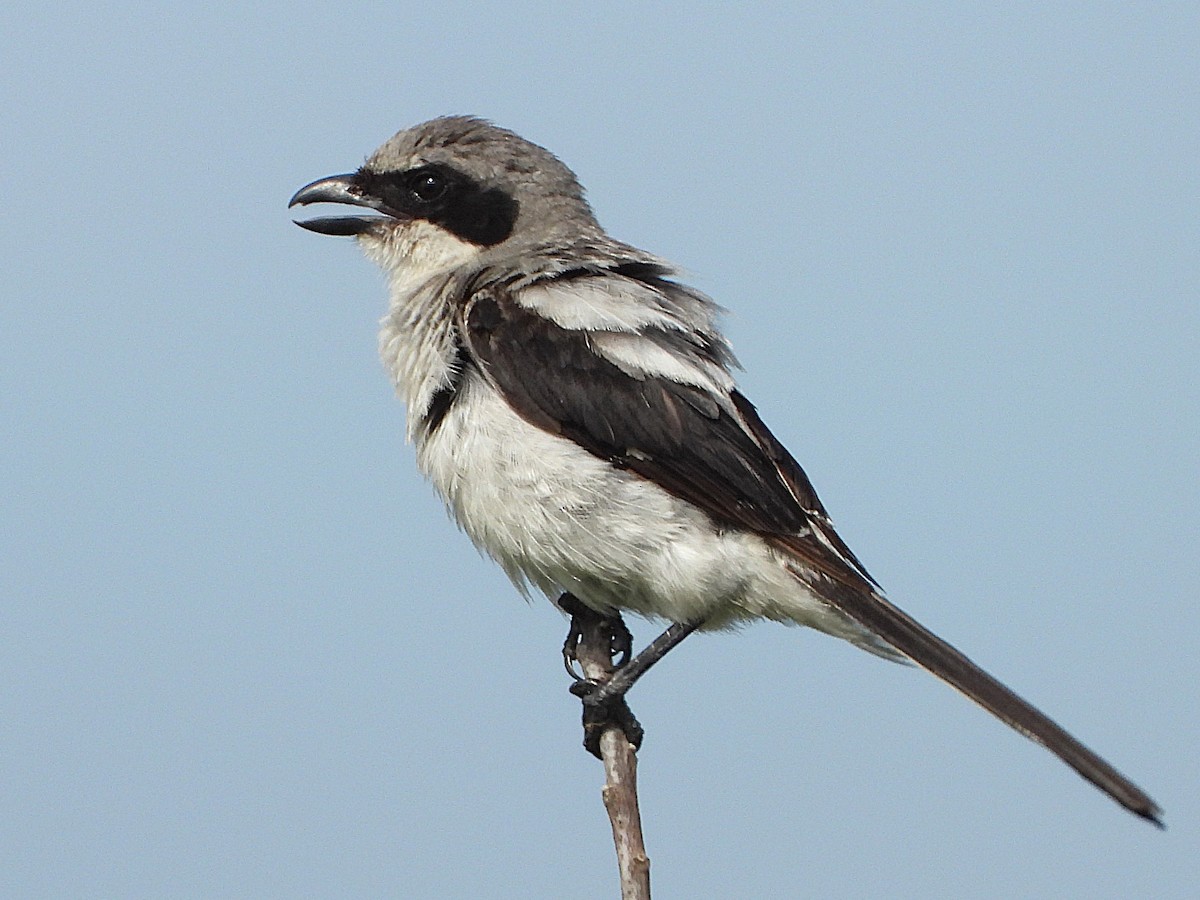 Loggerhead Shrike - ML621407916