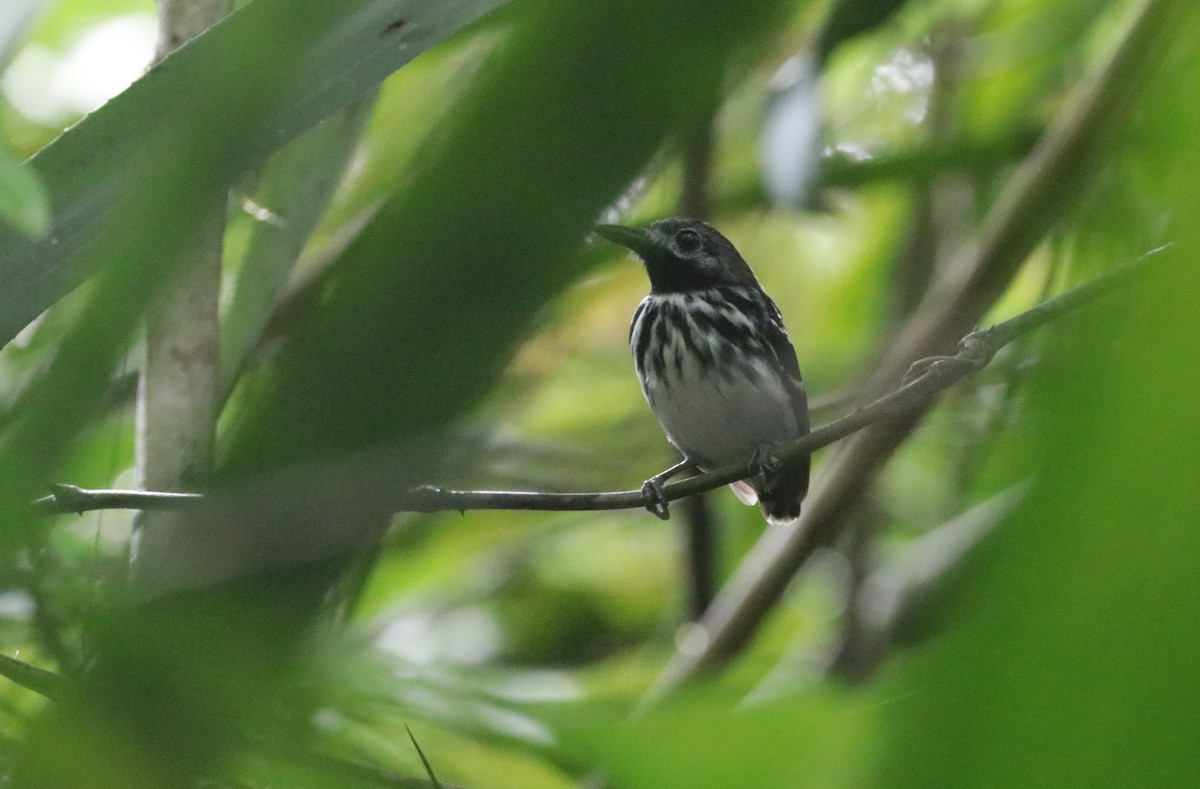 Dot-backed Antbird - ML621407937