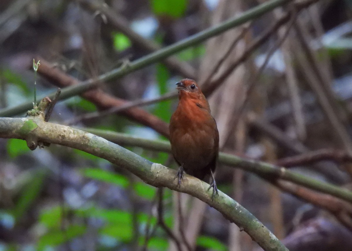 Musician Wren (Ferruginous) - ML621408003