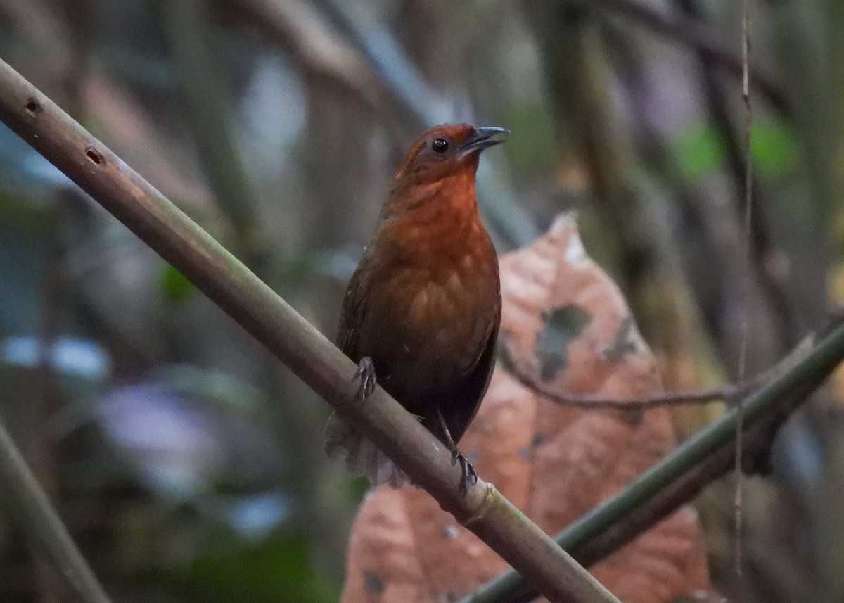 Musician Wren (Ferruginous) - ML621408004