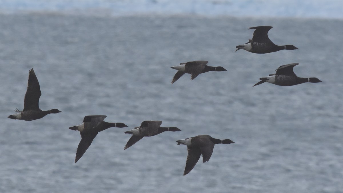 Branta musubeltza (nigricans) - ML621408070