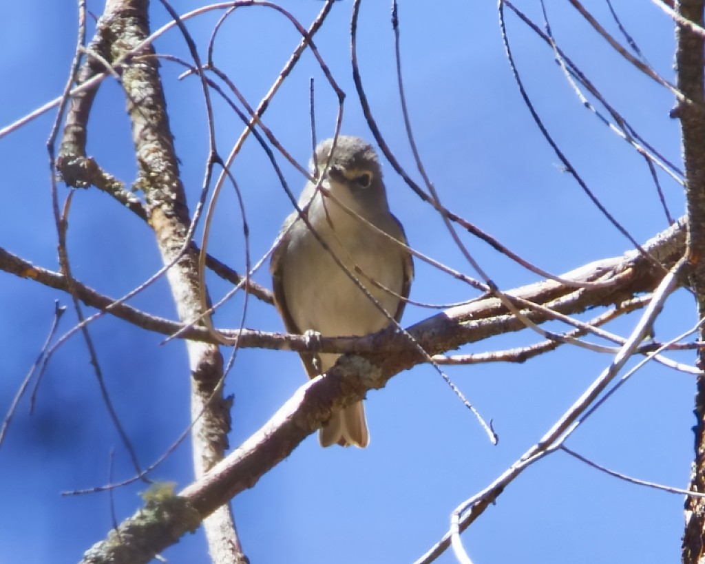 Plumbeous Vireo - ML621408084