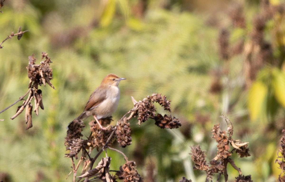 Singing Cisticola - ML621408088