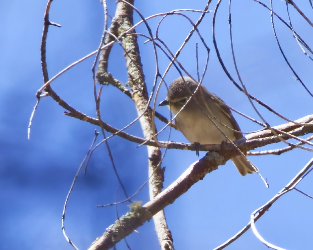 Plumbeous Vireo - ML621408090