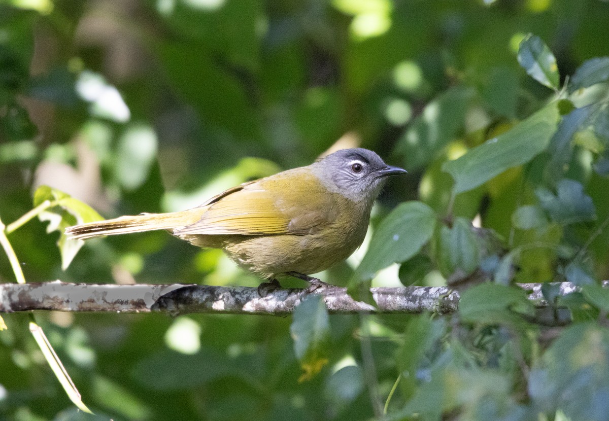 Stripe-cheeked Greenbul - ML621408094