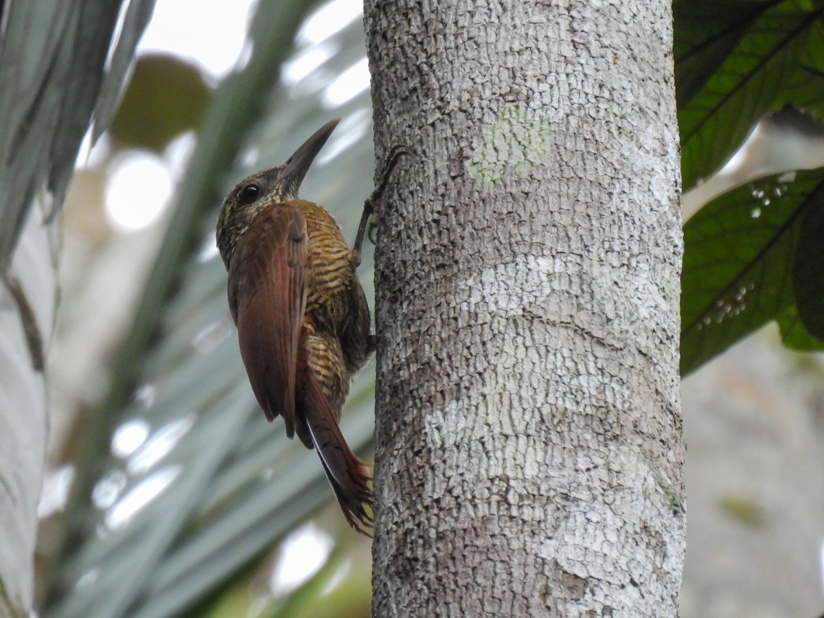 Black-banded Woodcreeper (Black-banded) - Arthur Gomes