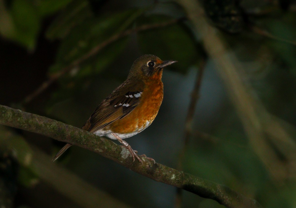 Orange Ground-Thrush - ML621408108