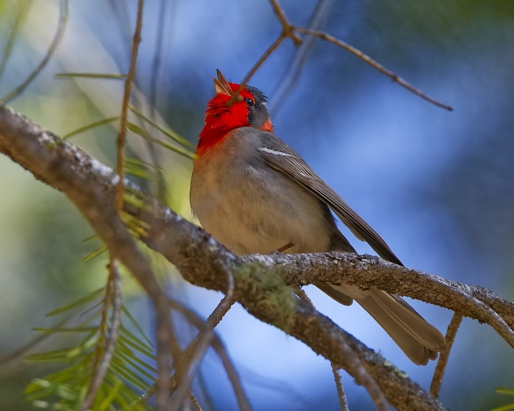 Red-faced Warbler - ML621408114