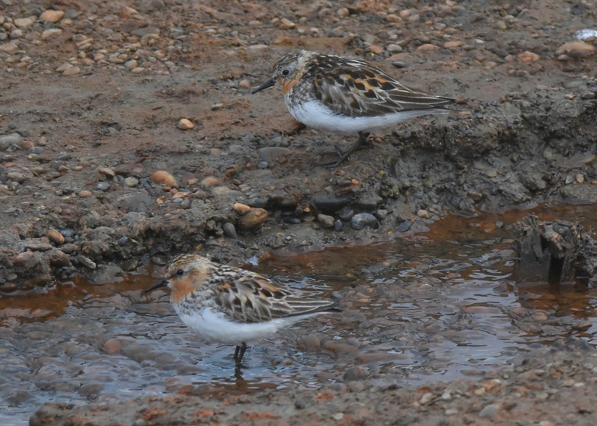 Red-necked Stint - ML621408116