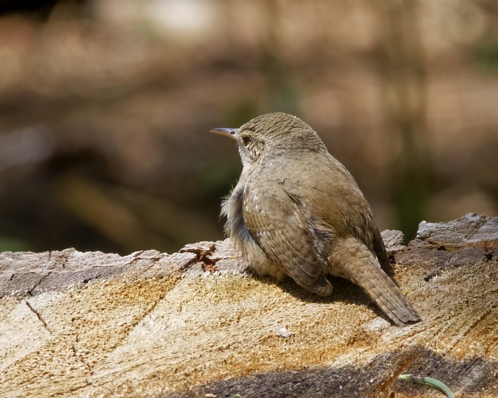 Northern House Wren - ML621408117