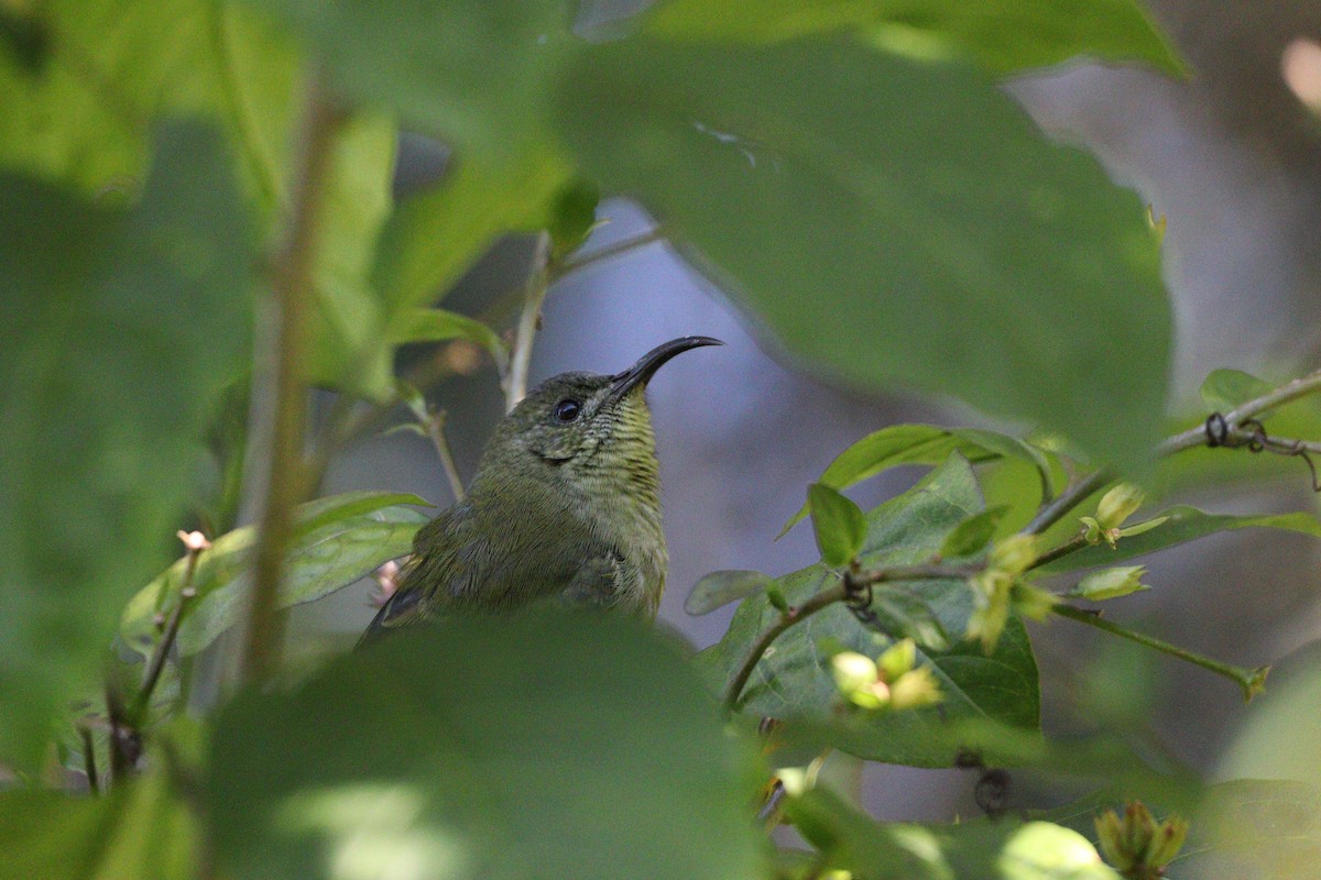 Olive Sunbird - ML621408124