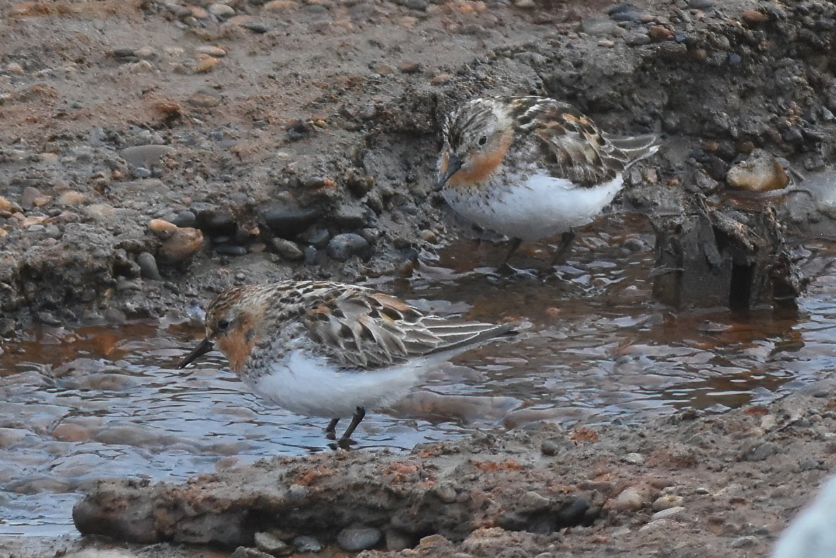 Red-necked Stint - ML621408134