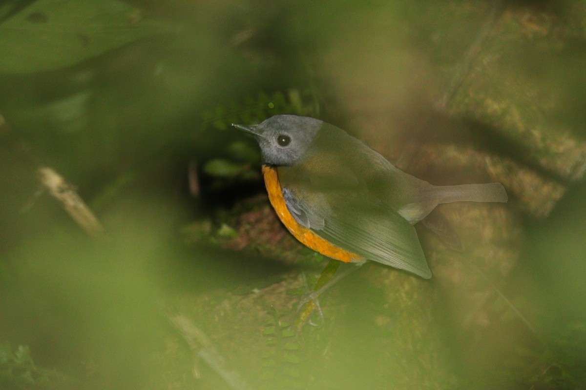 Swynnerton's Robin - ML621408139