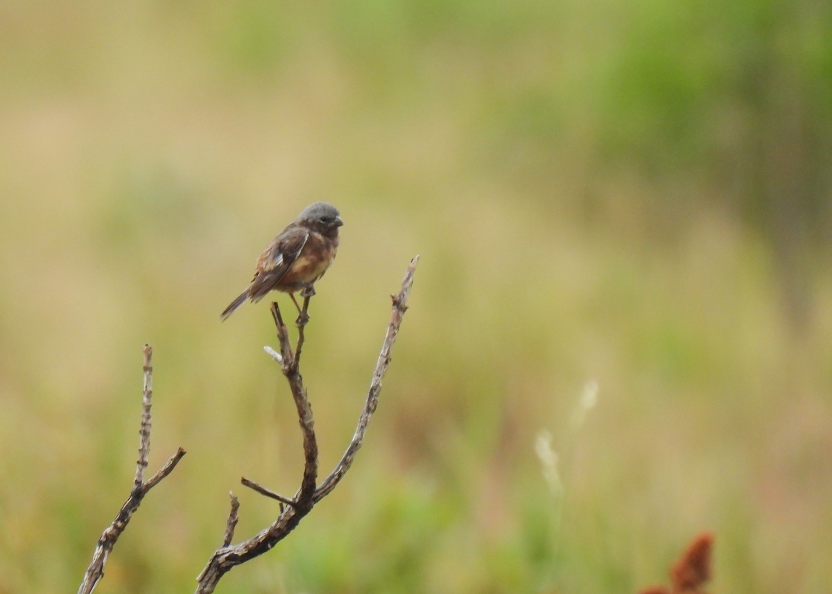 Dark-throated Seedeater - ML621408183