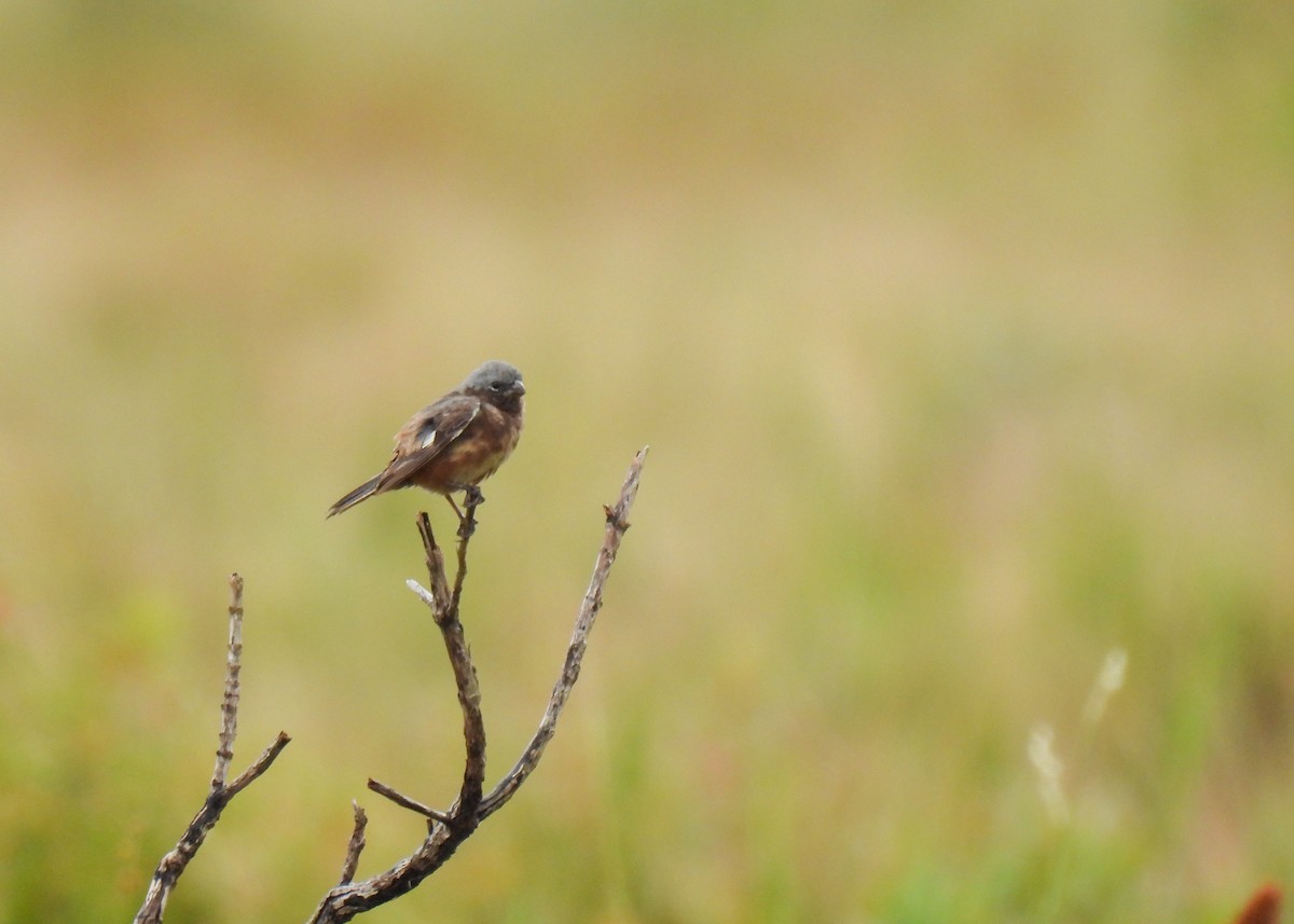 Dark-throated Seedeater - ML621408184