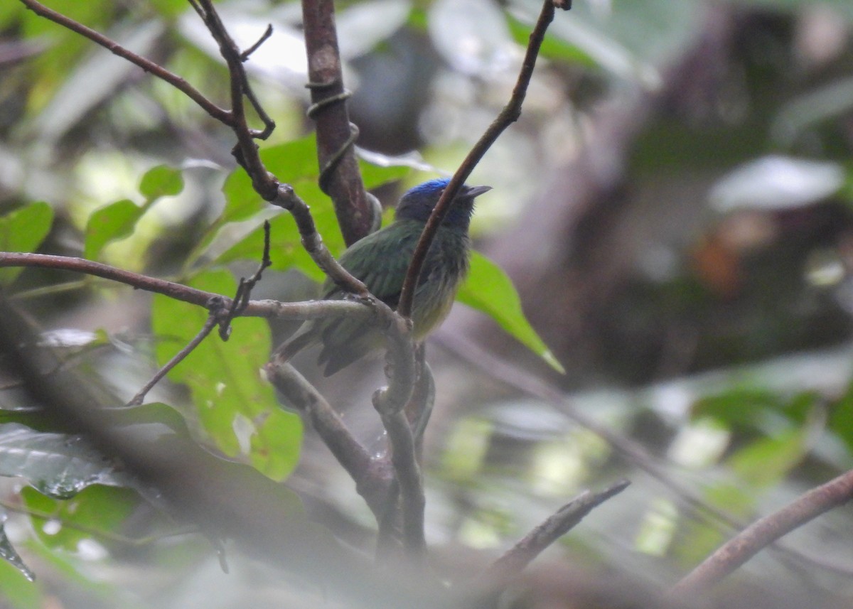 Blue-capped Manakin (Exquisite) - ML621408236