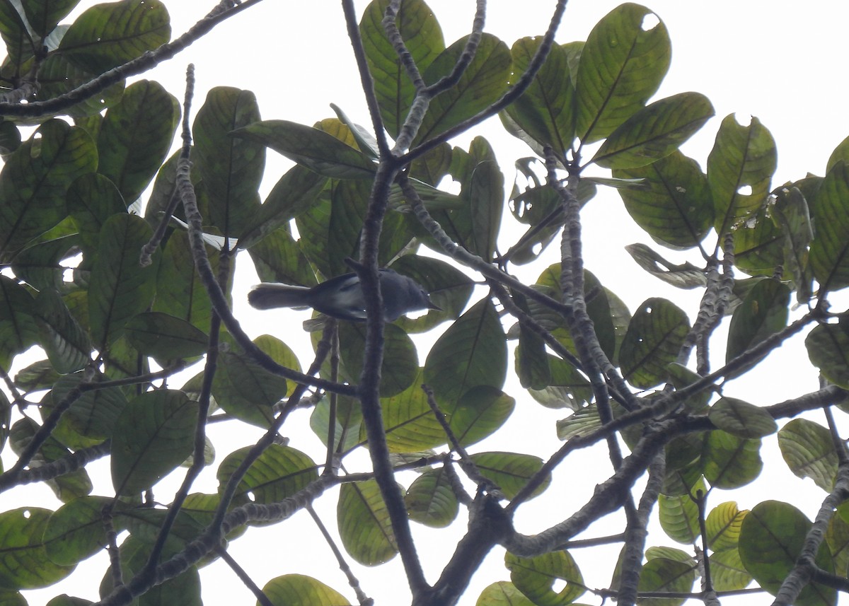 Inambari Gnatcatcher - ML621408239