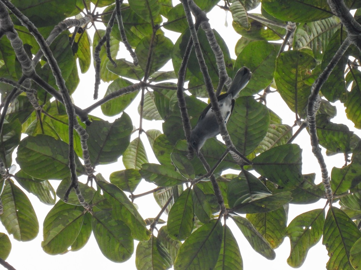 Inambari Gnatcatcher - ML621408240