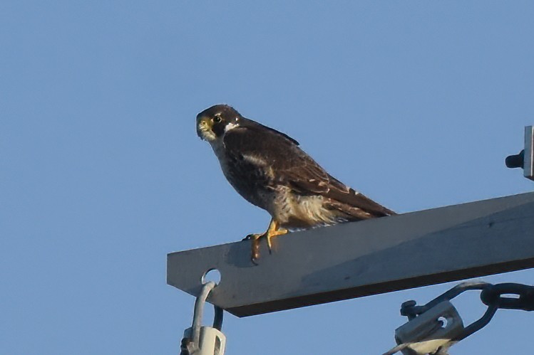 Peregrine Falcon (Peale's) - ML621408246