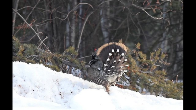 Amerika Ladin Tavuğu [canadensis grubu] - ML621408280