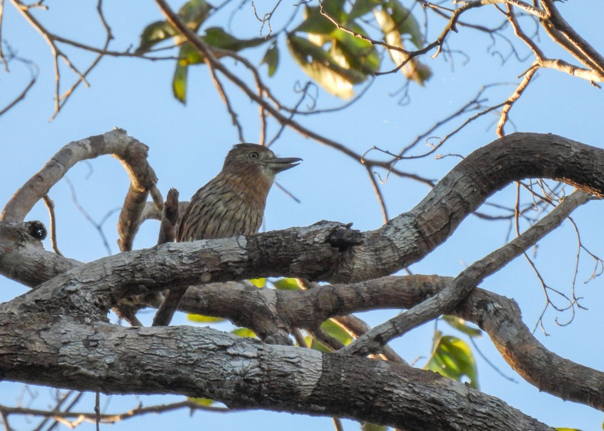 Western Striolated-Puffbird - ML621408289